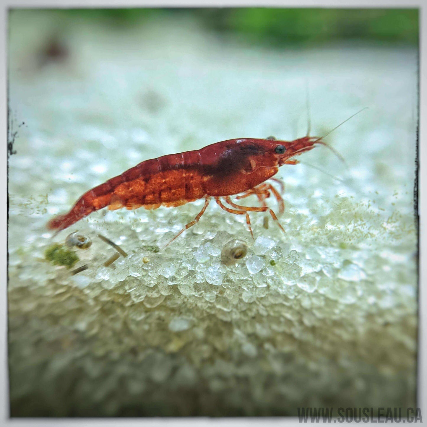 Bloody Mary Shrimp Sousleau Aquarium