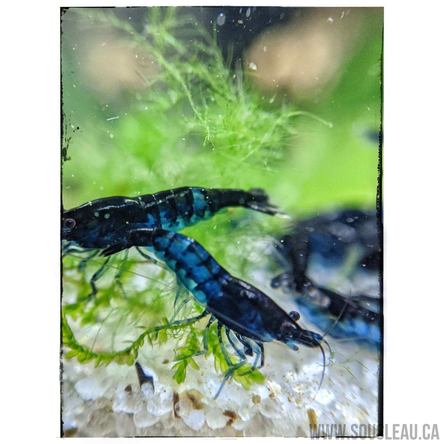 Blue Dream Shrimp Sousleau Aquarium