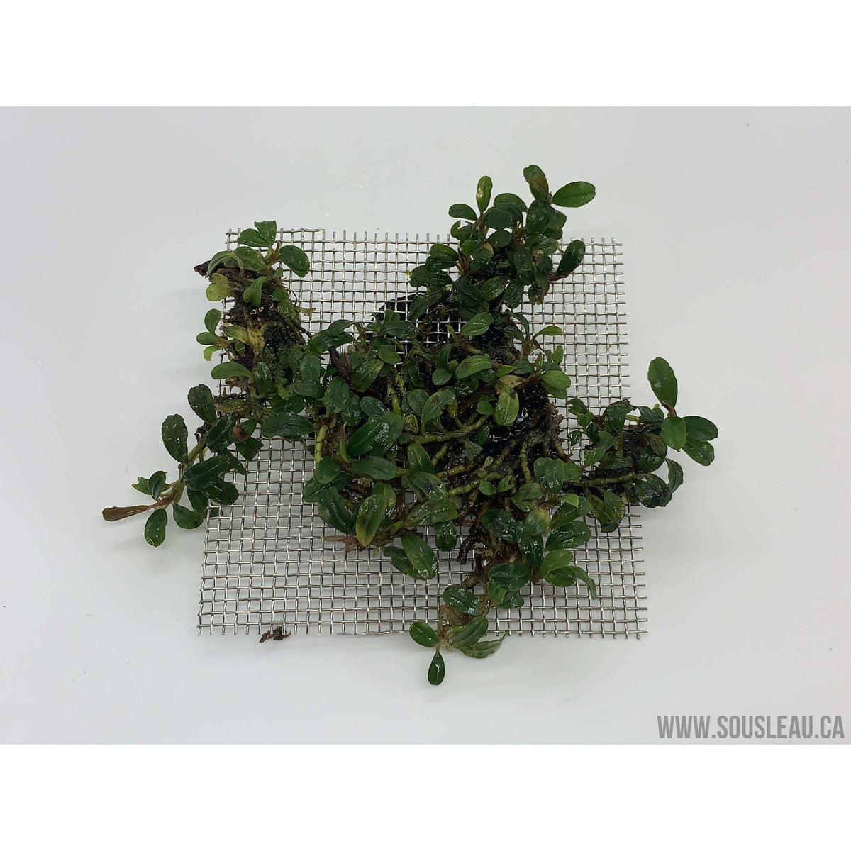Bucephalandra mini coin Sousleau Aquarium