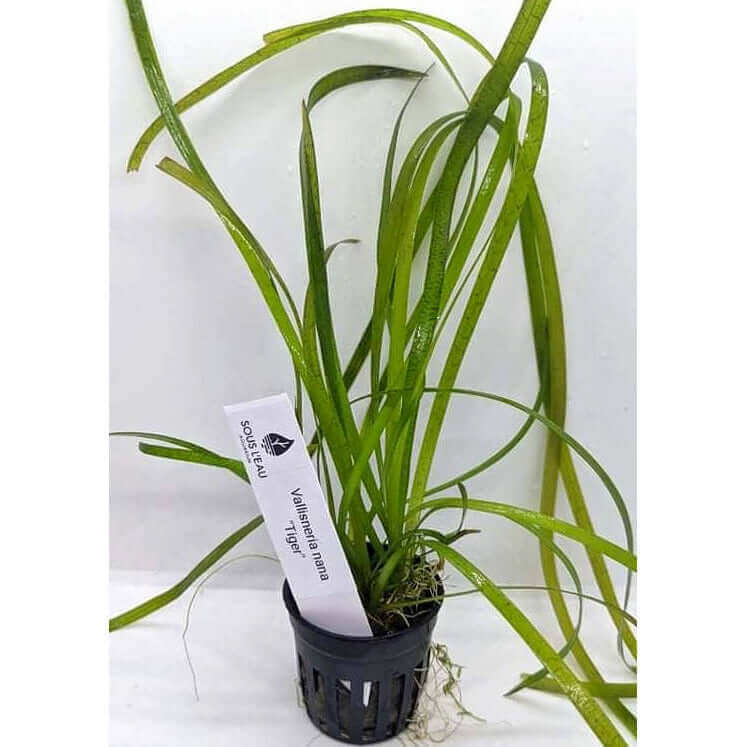 Vallisneria nana 'tiger' Sousleau Aquarium