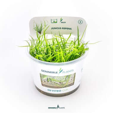 Juncus repens In-Vitro Dennerle Plants