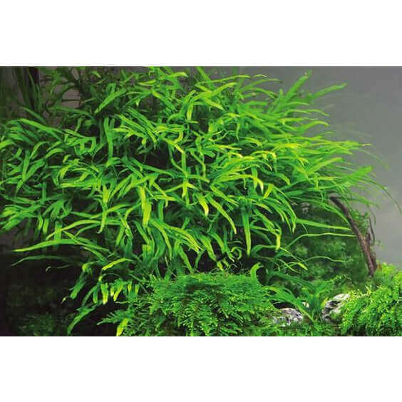 MICROSORUM PTEROPUS 'TRIDENT' Dennerle Plants