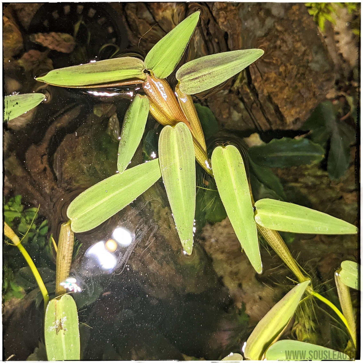 Hygroriza aristata Sousleau Aquarium