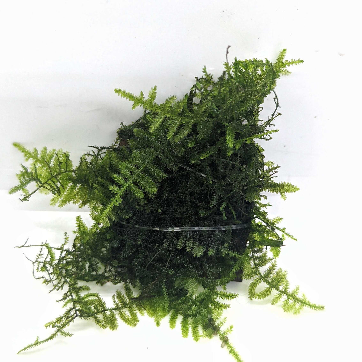 Taxiphyllum sp French Guiana Sousleau Aquarium