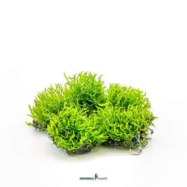 RICCARDIA CHAMEDRYFOLIA ni Dennerle Plants