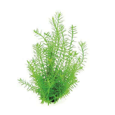 Rotala Spec Green Sousleau Aquarium