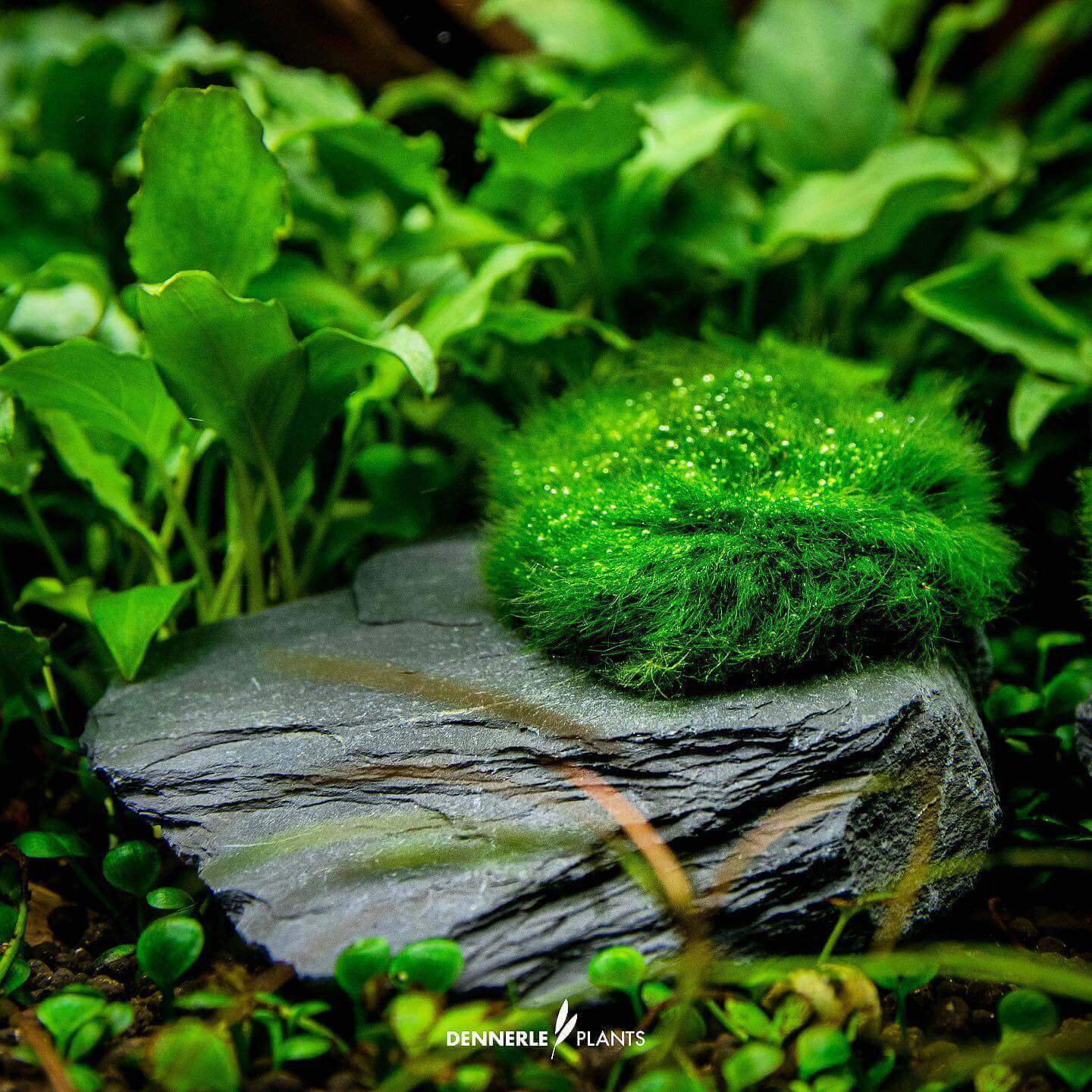 SLATE ROCK MIT AEGAGROPILA GREEN LABEL NR. 26 - Sousleau