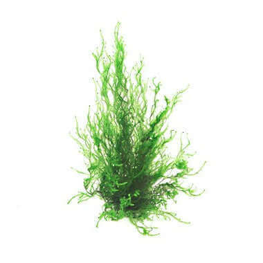 TAXIPHYLLUM SPEC. 'FLAME MOSS' - PORTION Dennerle Plants