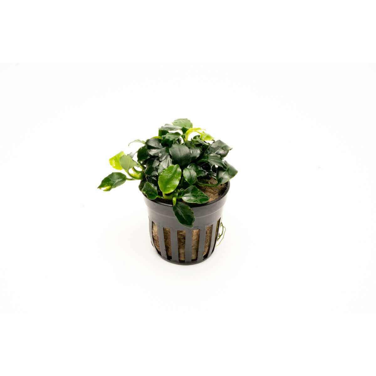 Anubias barteri dark angel - Sousleau