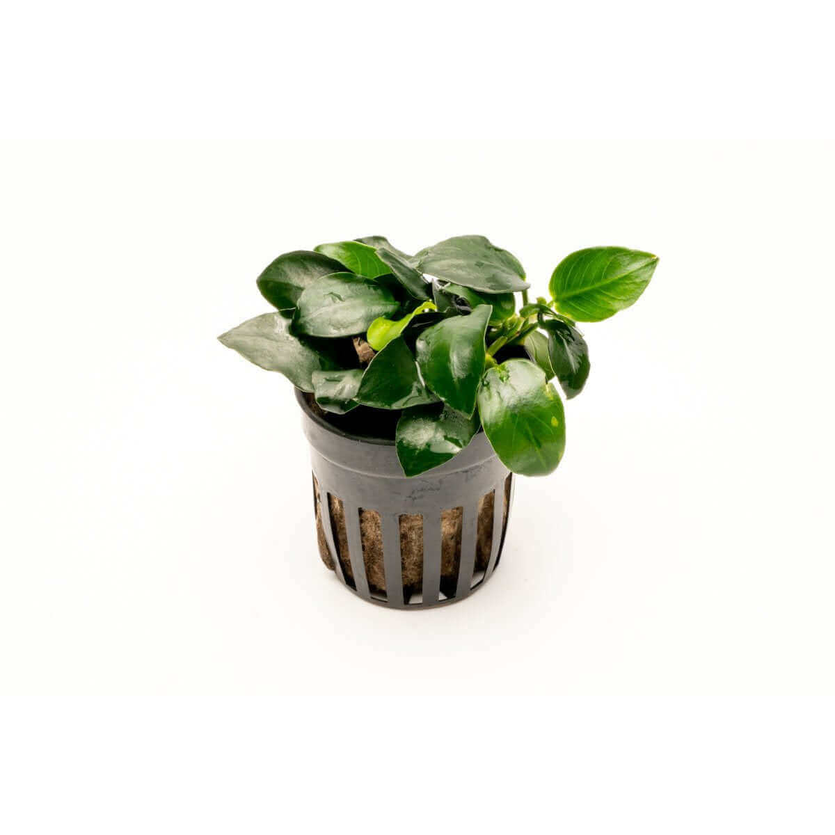 Anubias barteri petite round - Sousleau