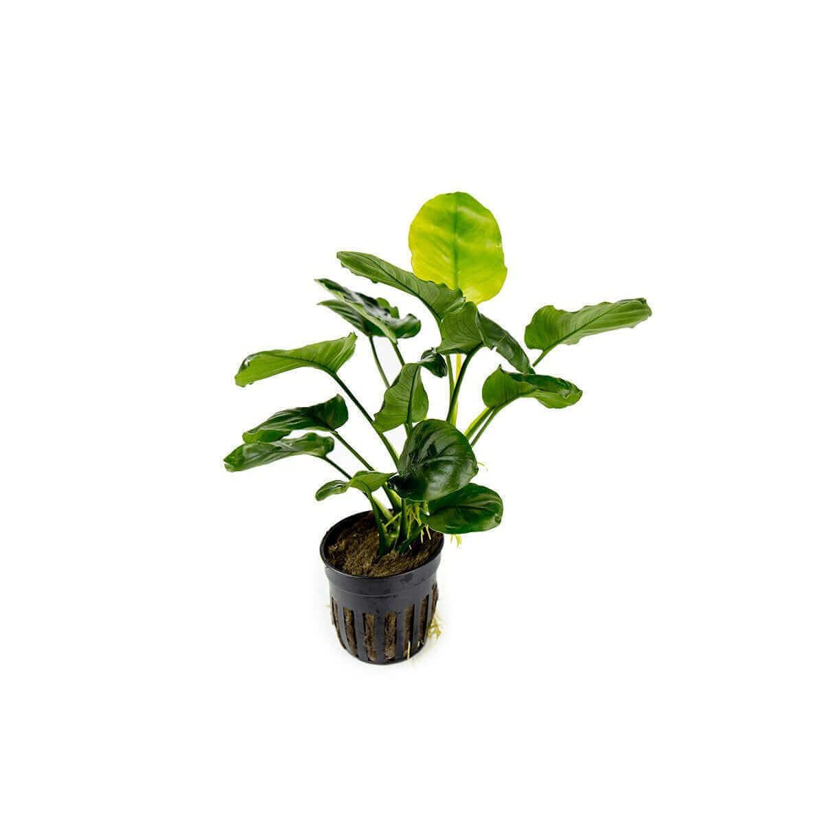 Anubias barteri round 'golden coin' - Sousleau