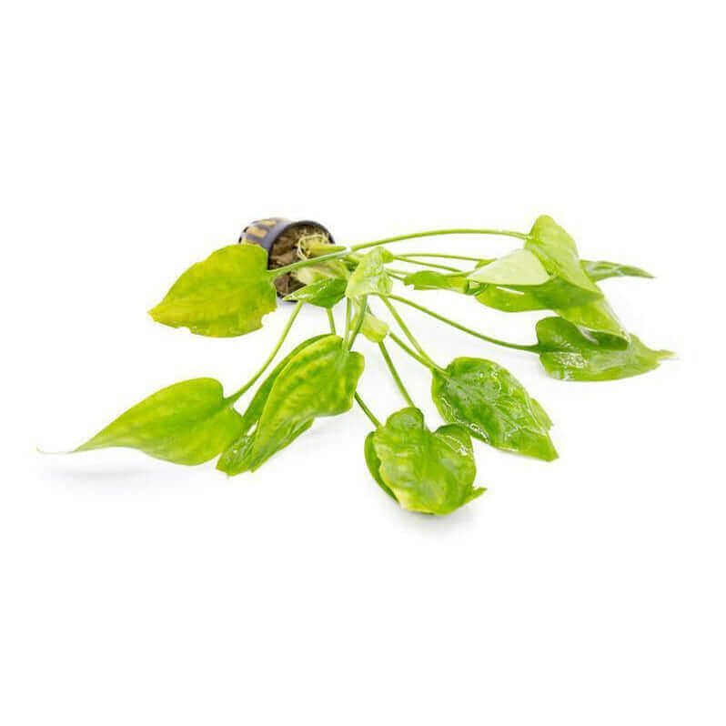 Cryptocoryne Pontederiifolia Sousleau Aquarium Sousleau Aquarium