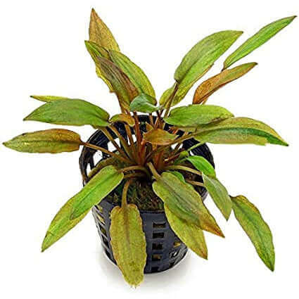 Cryptocoryne Florida Sunset Sousleau Aquarium Sousleau Aquarium