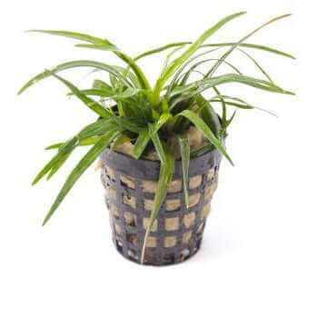 Eriocaulon sp Vietnam - Sousleau