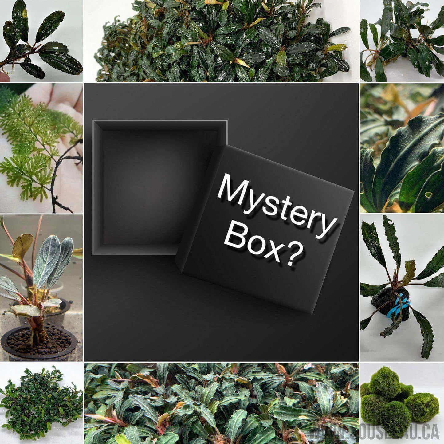 Mystery box Sousleau Aquarium