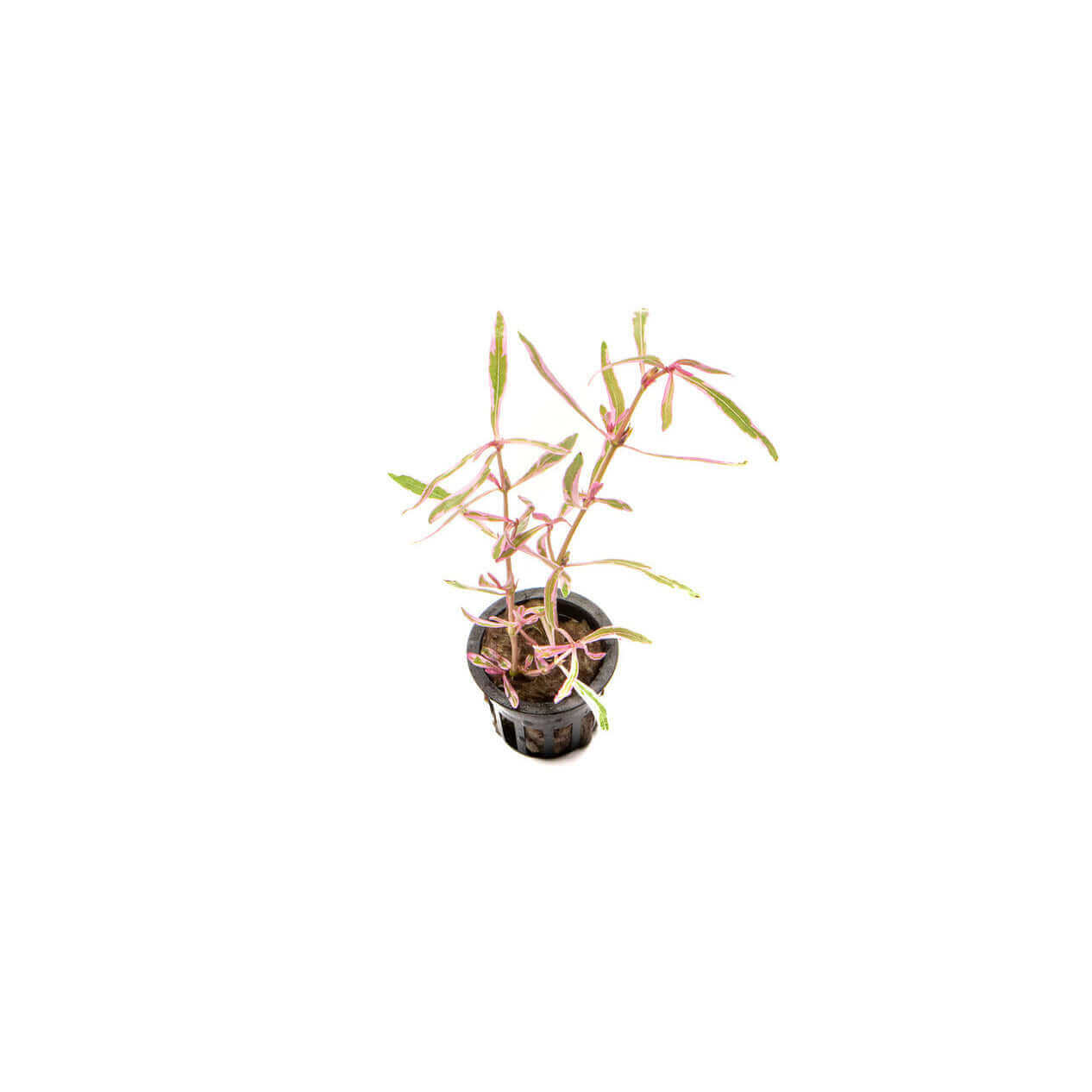 Hygrophila lancea araguaia pink lady - Sousleau
