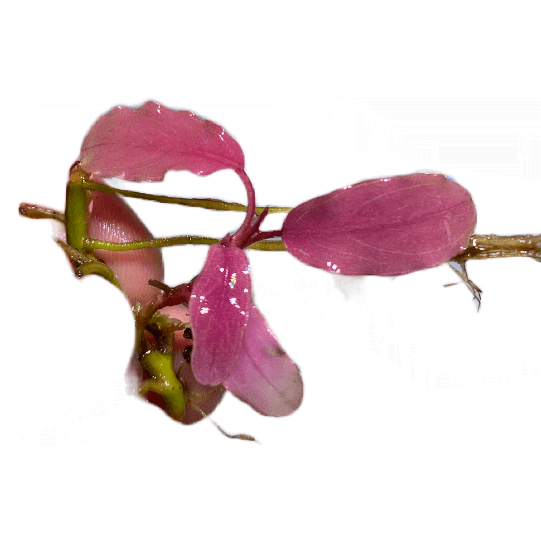 Bucephalandra Pink Sakura Sousleau Aquarium Sousleau Aquarium