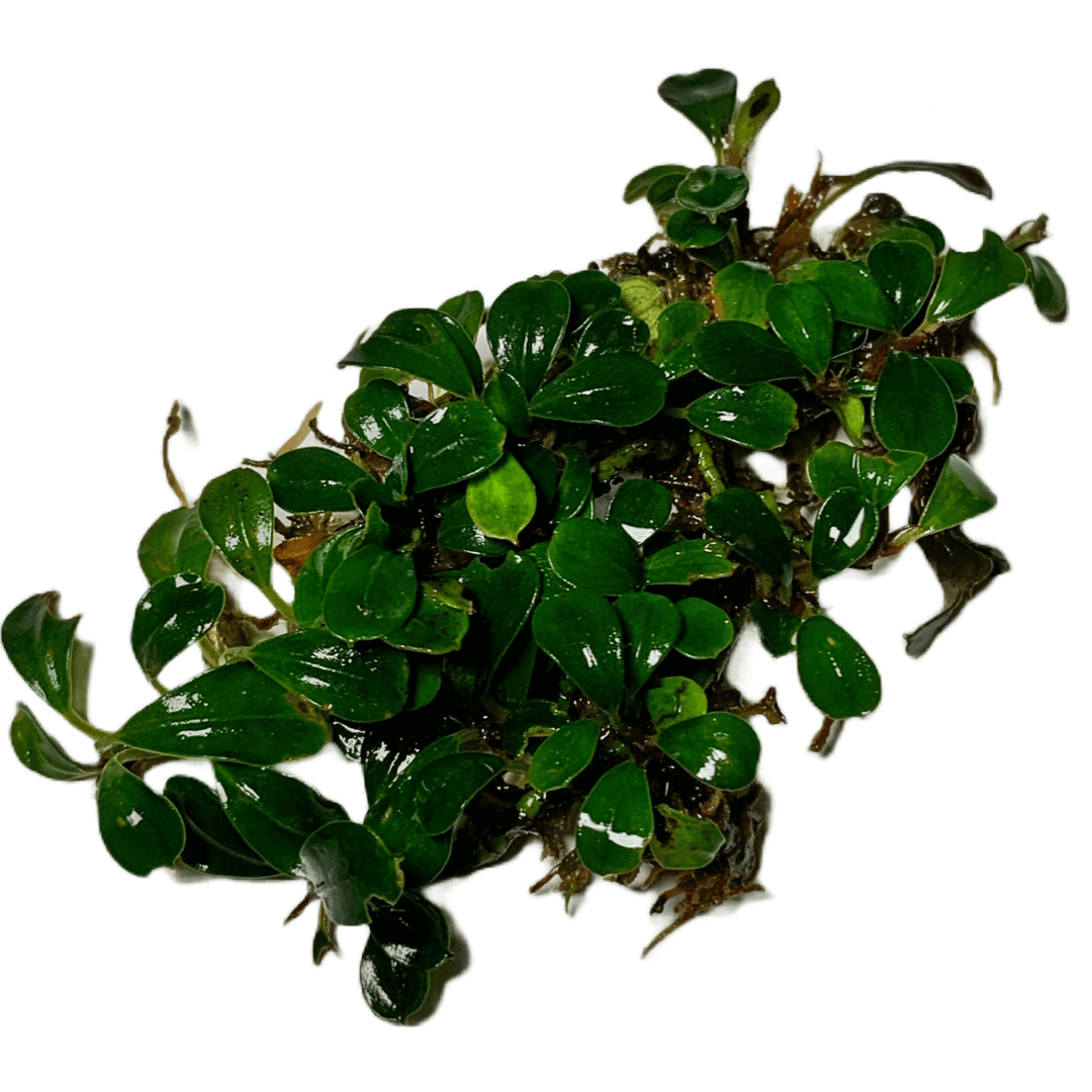 Bucephalandra Boyan Sousleau Aquarium Sousleau Aquarium