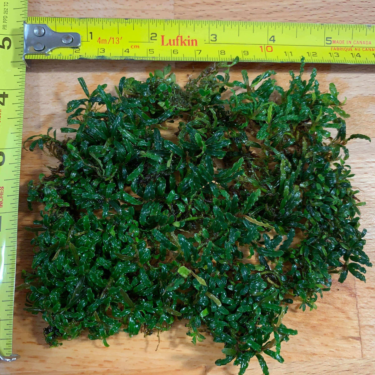 Bucephalandra supermini phantom Sousleau Aquarium