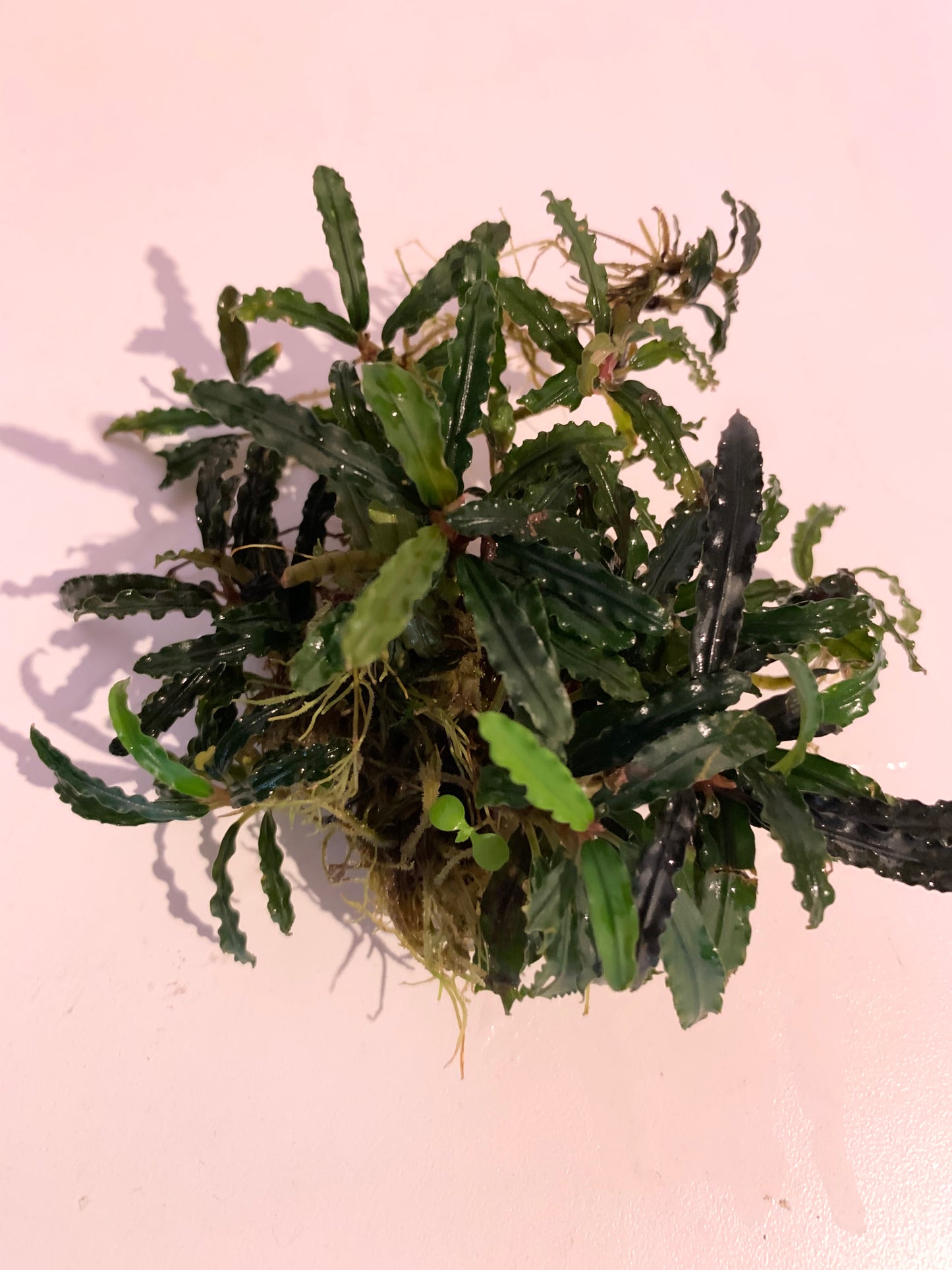 Bucephalandra Crocodile Sousleau Aquarium Sousleau Aquarium