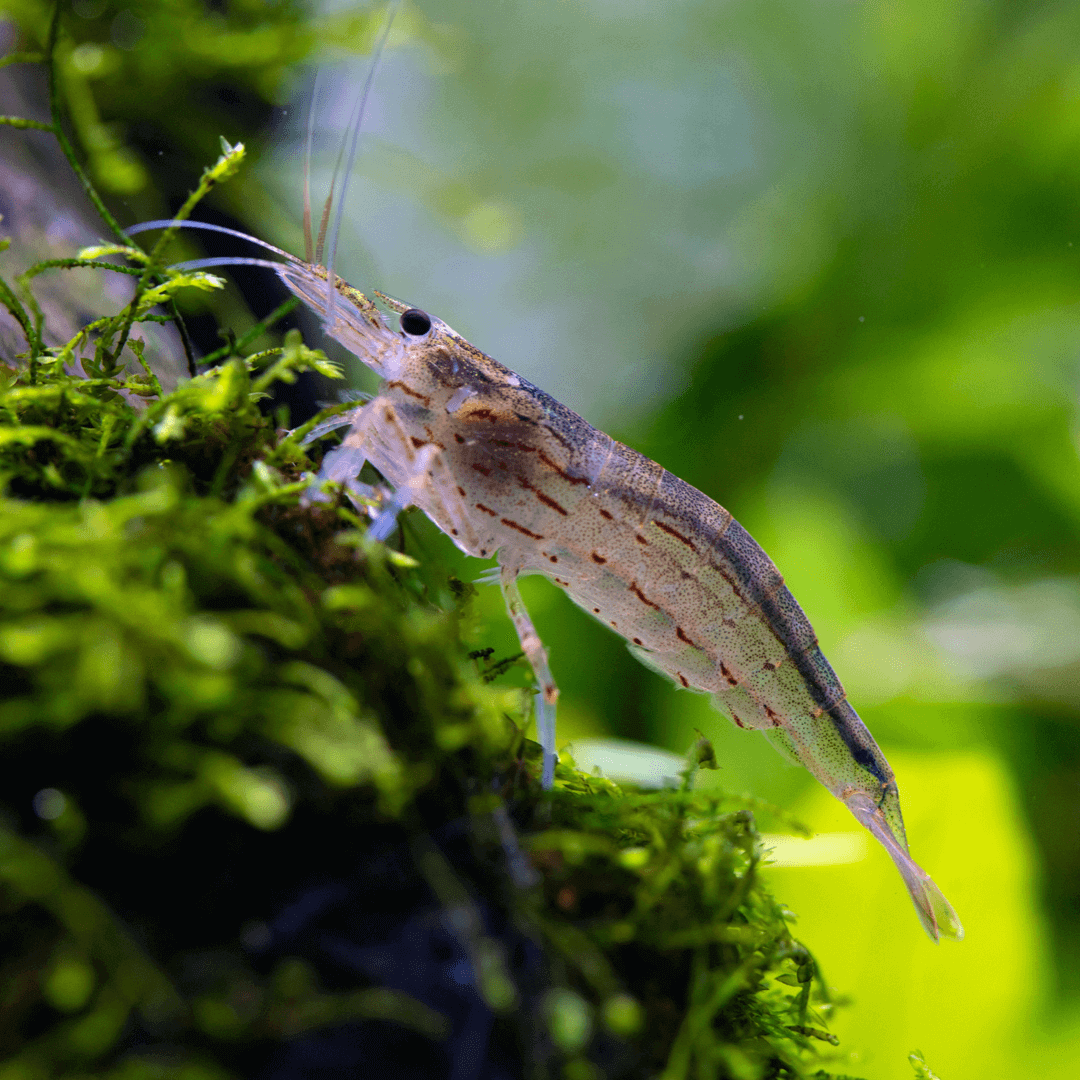 Amano Shrimp Sousleau