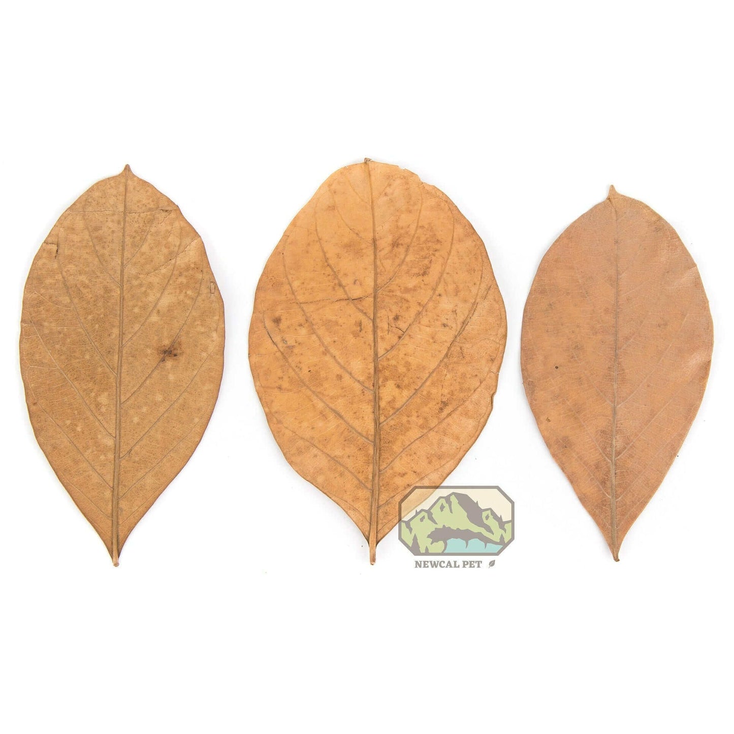 Jack Fruit Leaves - 10 Pack Newcal