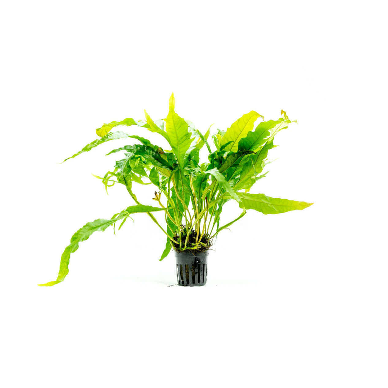 Microsorum pteropus sunrise - Sousleau