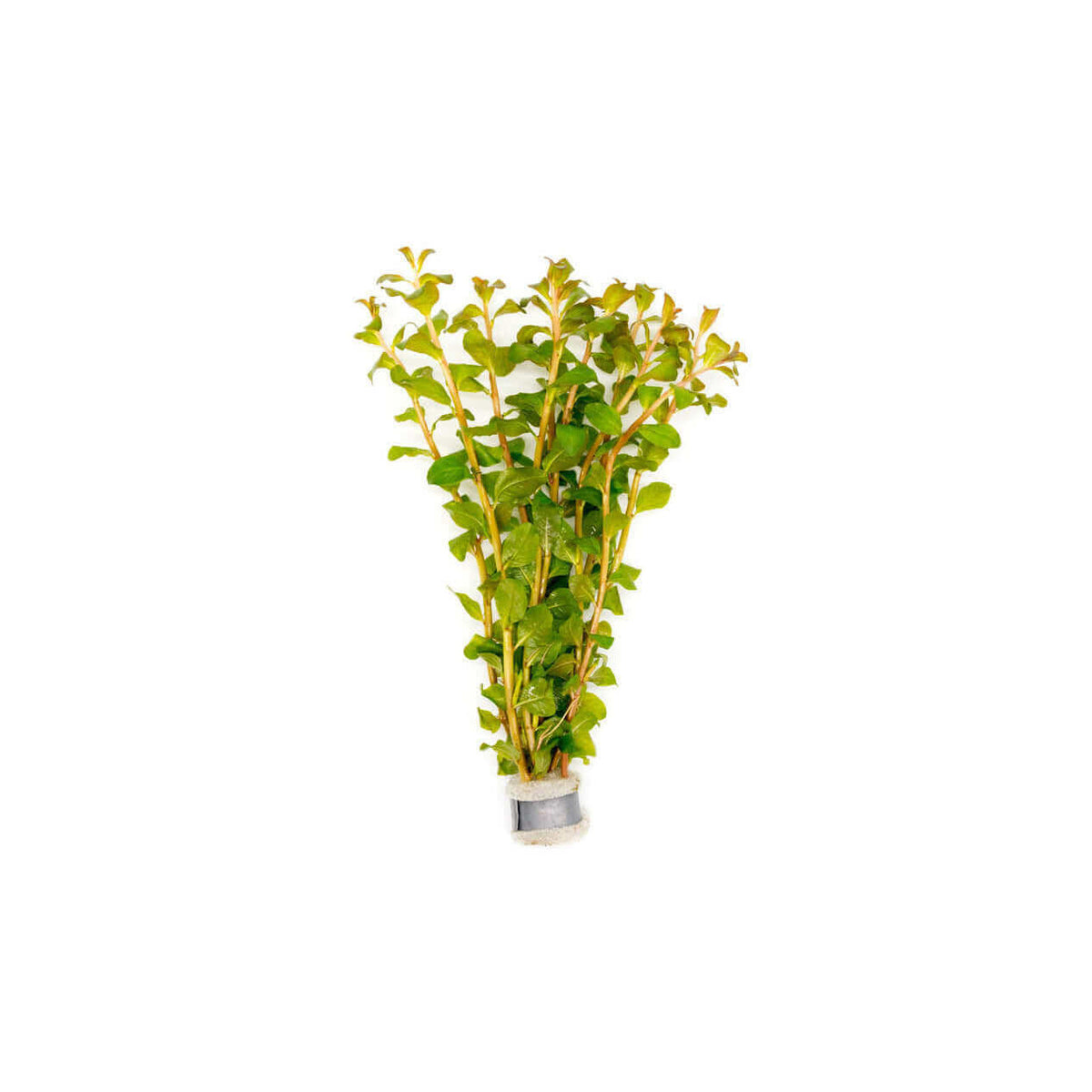 Ludwigia Senegalensis Guinea Sousleau Aquarium Sousleau Aquarium
