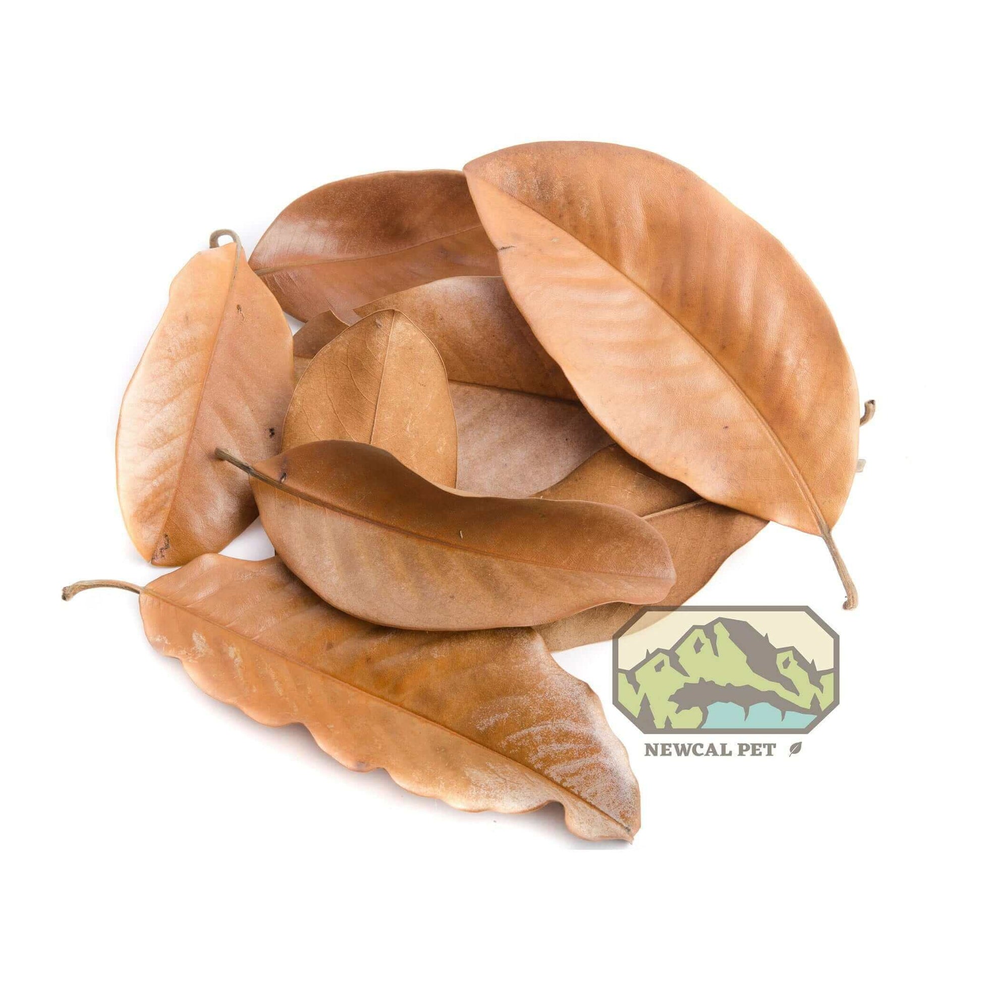 Magnolia Leaves Large Newcal