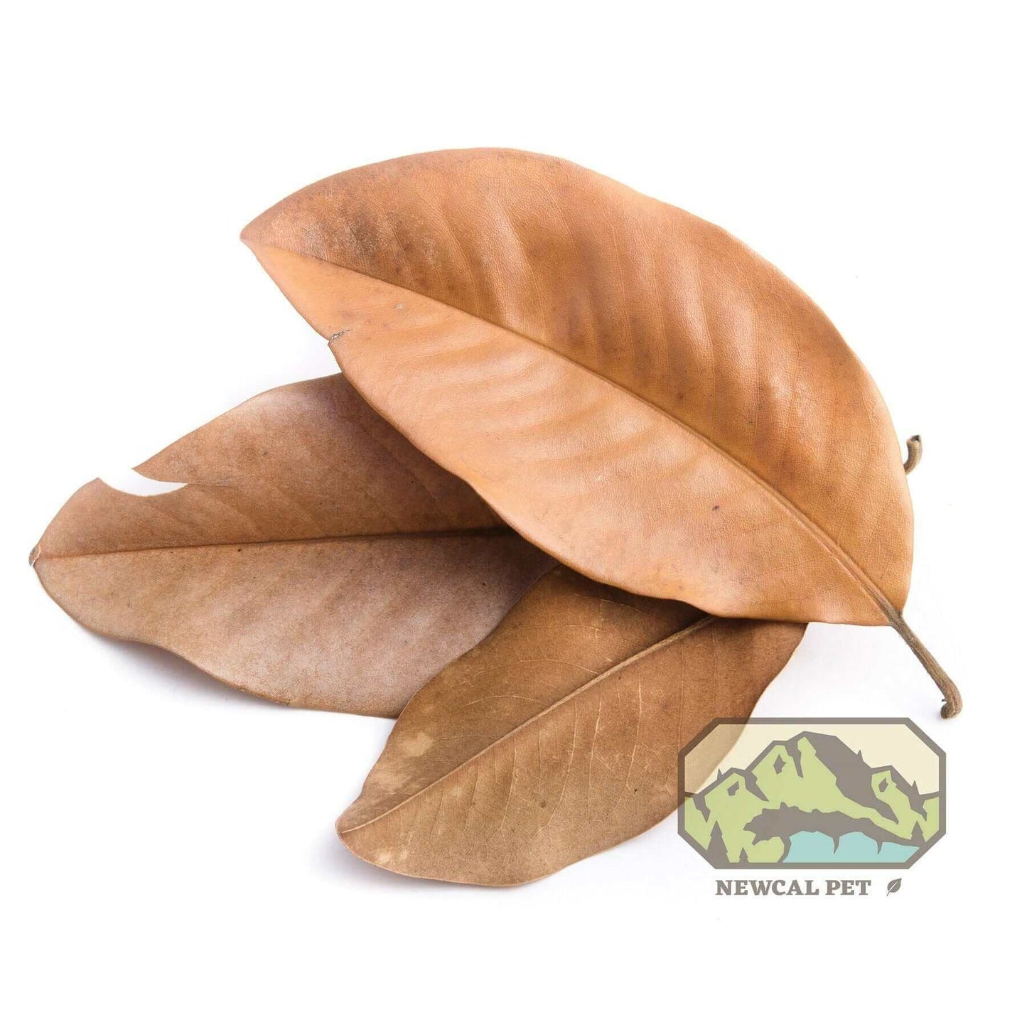 Magnolia Leaves Large Newcal
