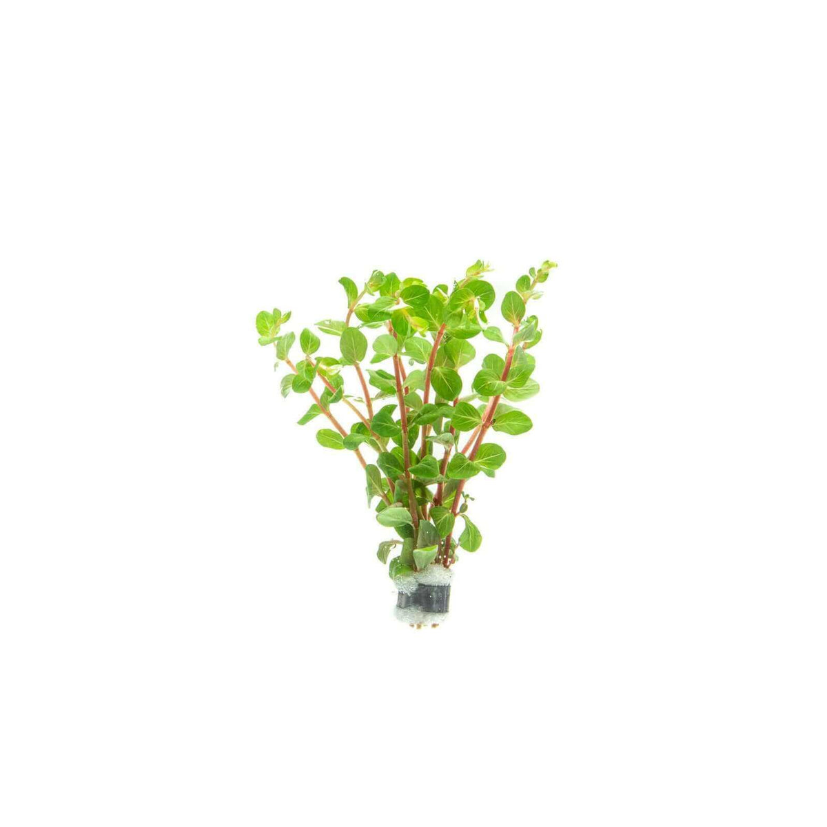 Rotala Blood Red Sousleau Aquarium Sousleau Aquarium