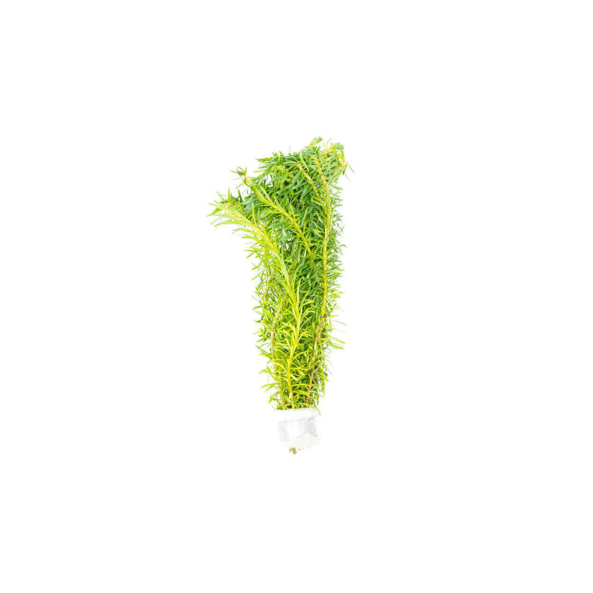 Rotala Bossii Sousleau Aquarium Sousleau Aquarium