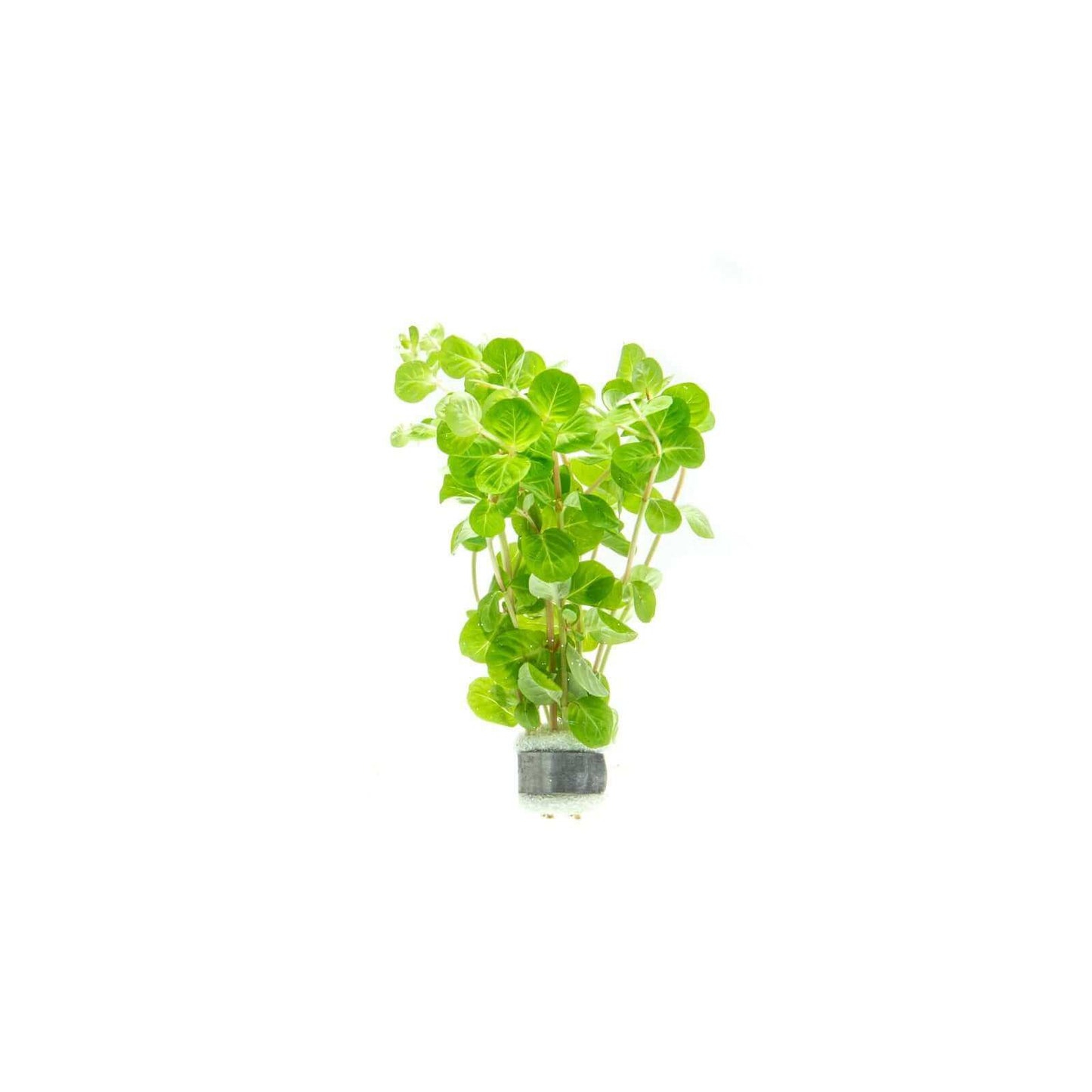 Rotala rotundifolia manipurensis - Sousleau
