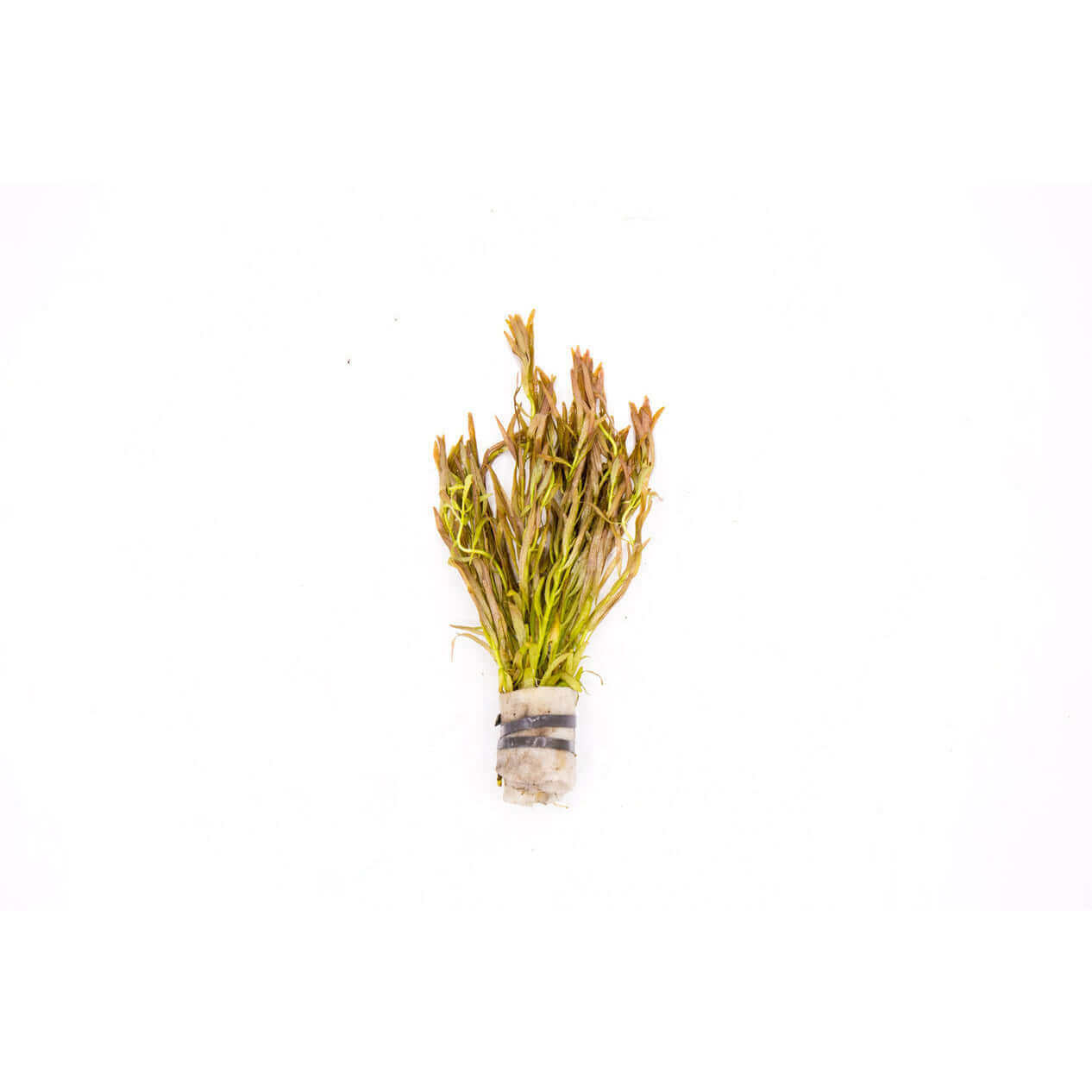 Rotala red cross - Sousleau