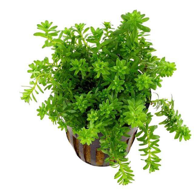 Rotala Nanjenshan Sousleau Aquarium Sousleau Aquarium