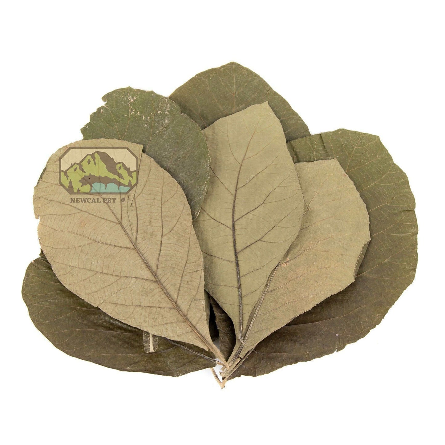 Teak Leaves - 10 Pack Newcal