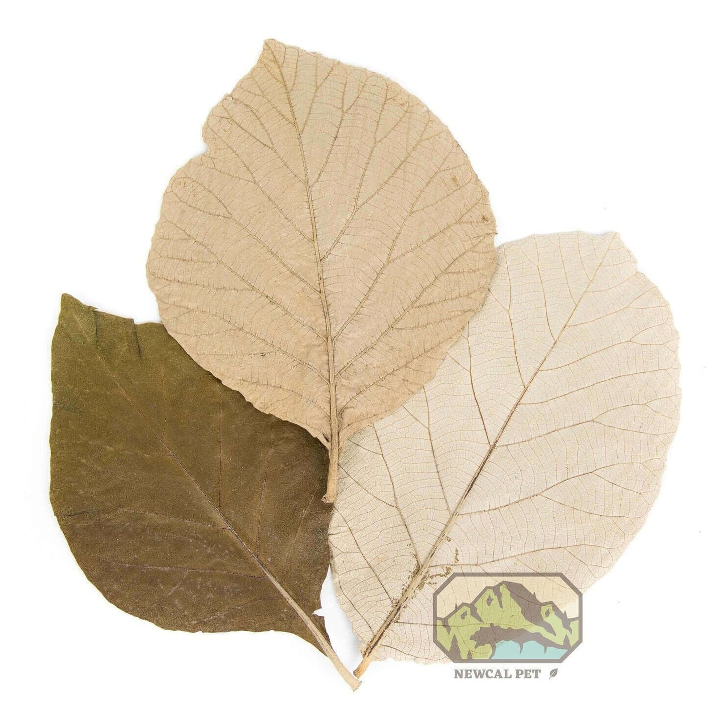 Teak Leaves - 10 Pack Newcal