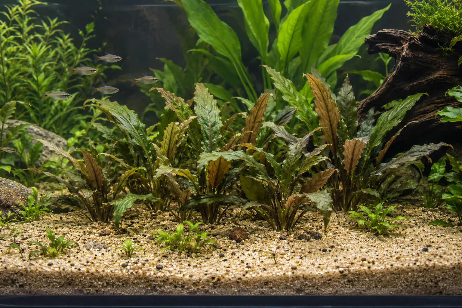 Illustration of a planted aquarium.