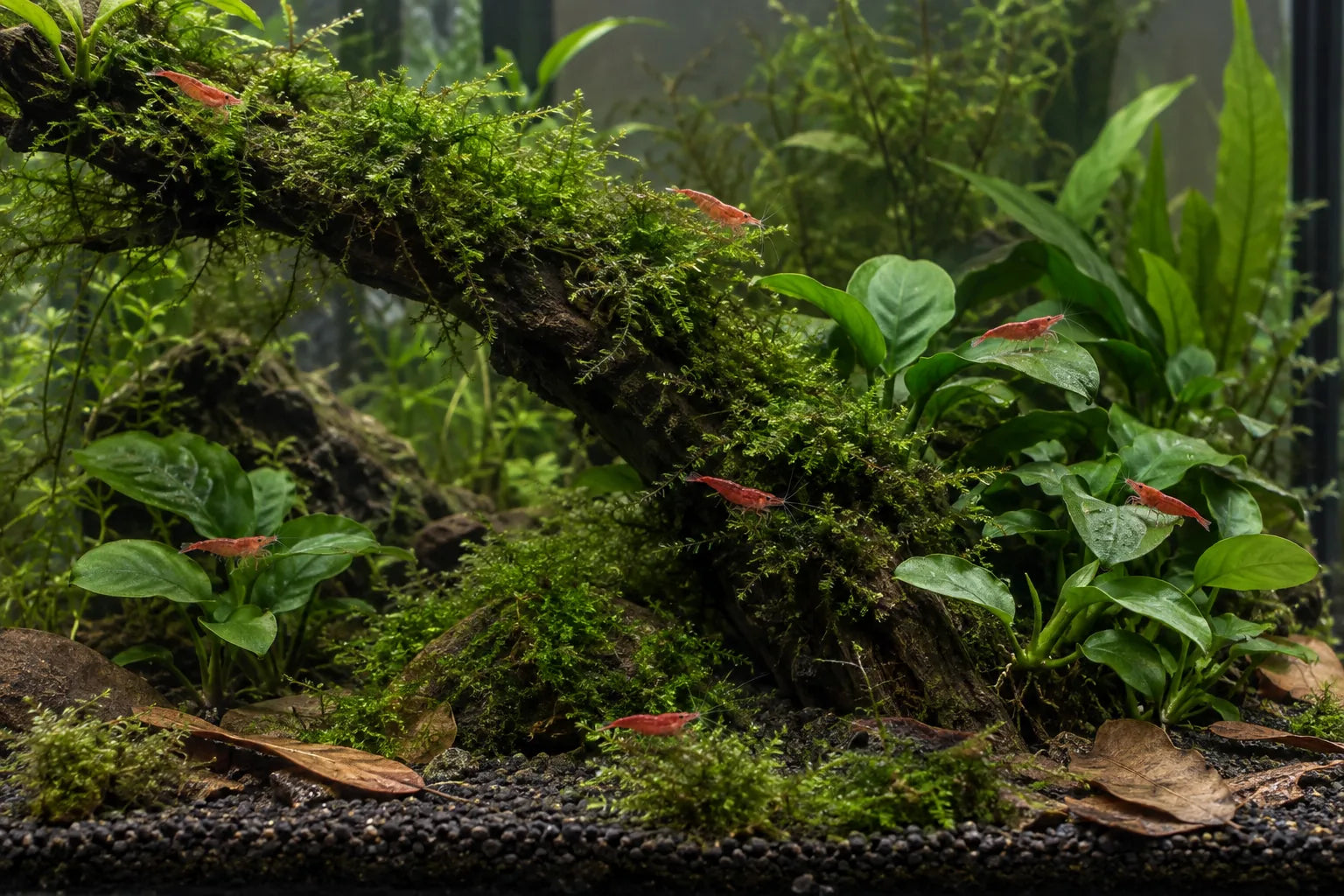 Illustration of a planted aquarium.