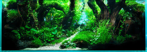 The design of a planted tank