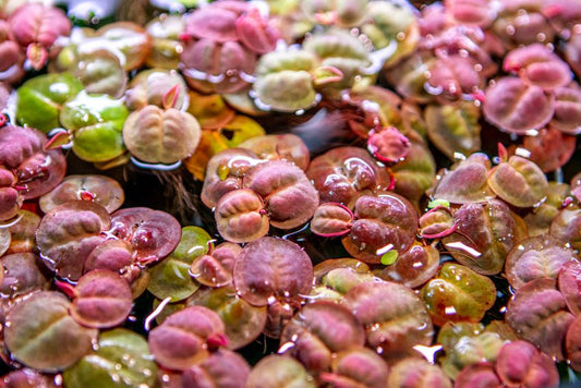 Phllyanthus fluitans (red roots)