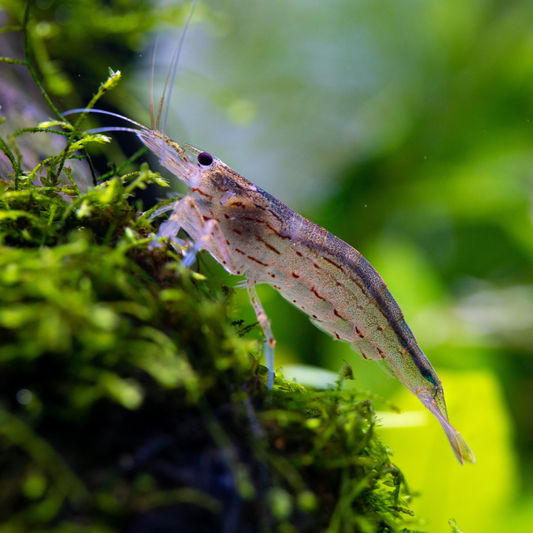 Uncovering the Secrets of the Amano Shrimp