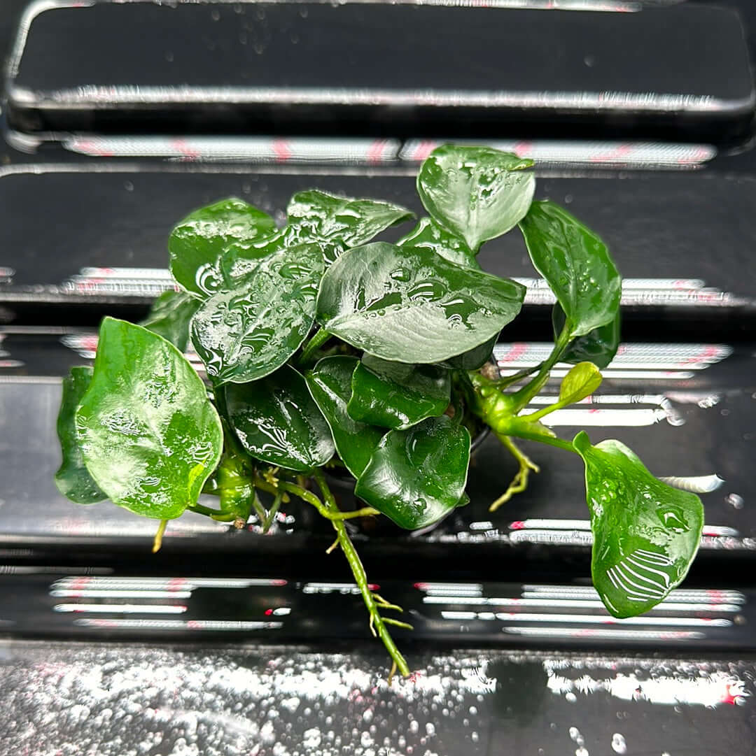 Anubias Var Nana Fatty 'thick leaf' Sousleau Aquarium Sousleau Aquarium