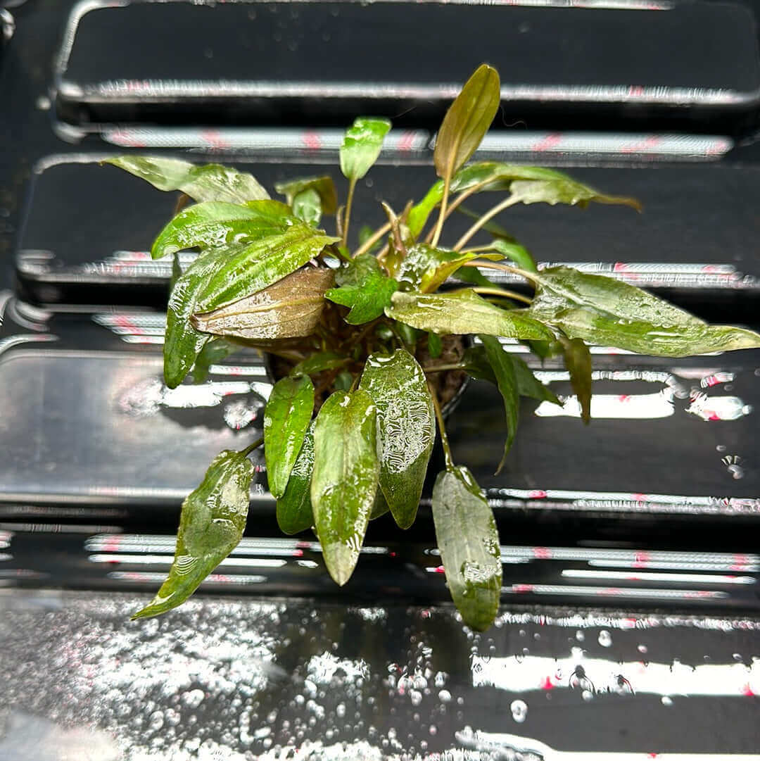 Cryptocoryne Wendtii Mioya Sousleau Aquarium