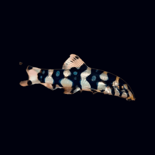 Loach Polka Dot Sousleau