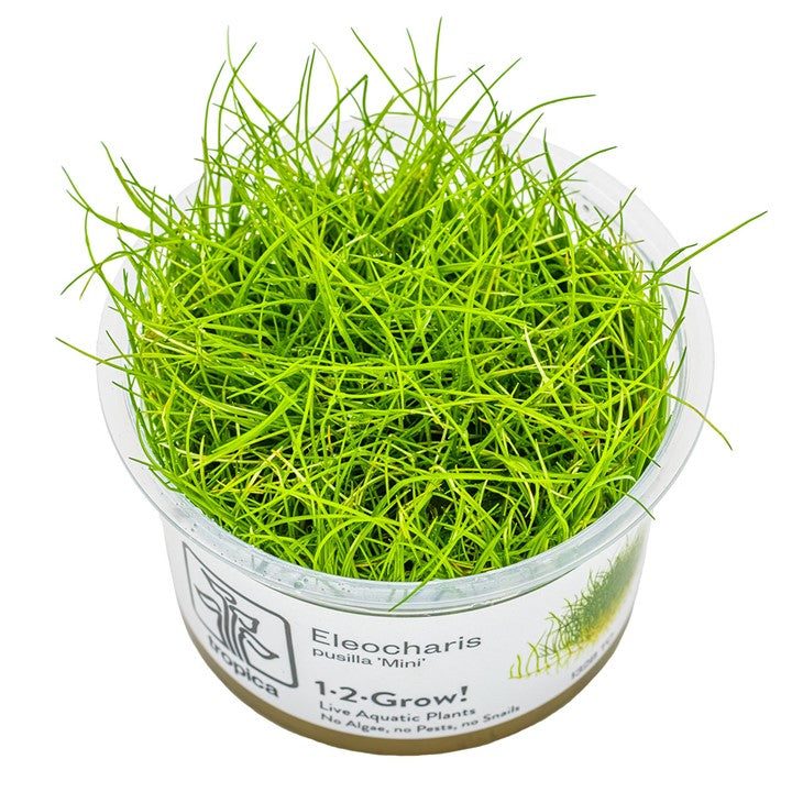 Eleocharis pusilla 'Mini'