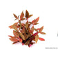 Alternanthera reineckii 'Red Ruby' XXL Dennerle Plants