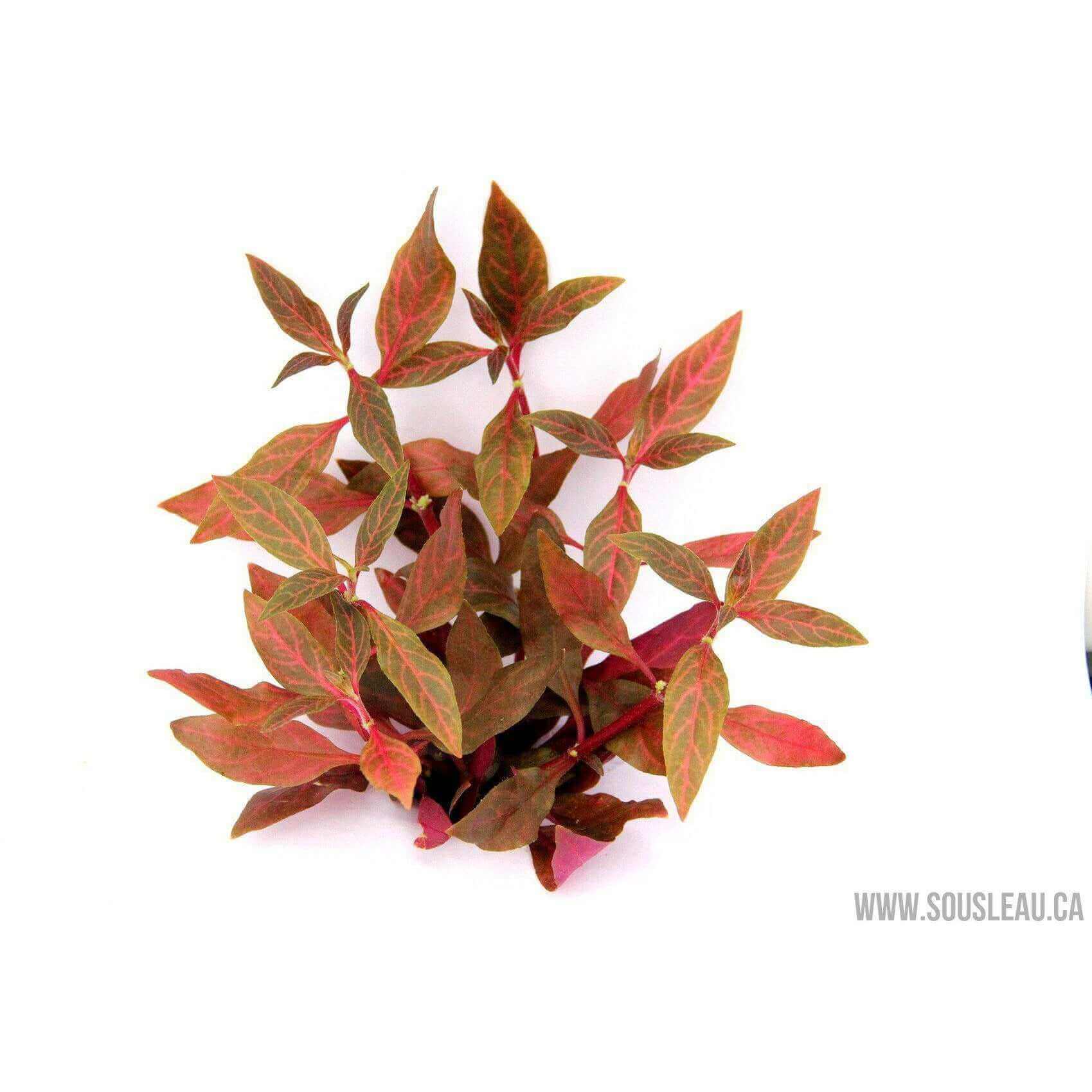 Alternanthera reineckii 'Red Ruby' XXL Dennerle Plants