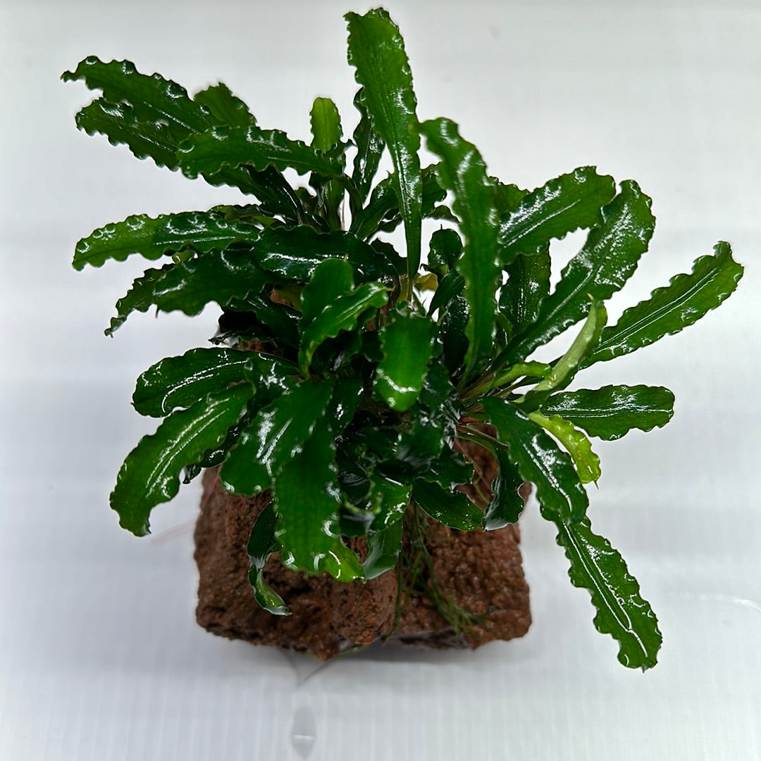 BUCEPHALANDRA ON RED LAVA ROCK