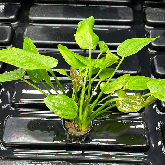 Echinodorus Cordifolius Sousleau Aquarium